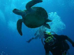 Mark Green - Daddy Halifax, Canada