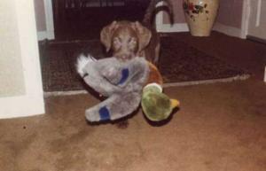 Walter Bryant - Daddy Tulsa, USA